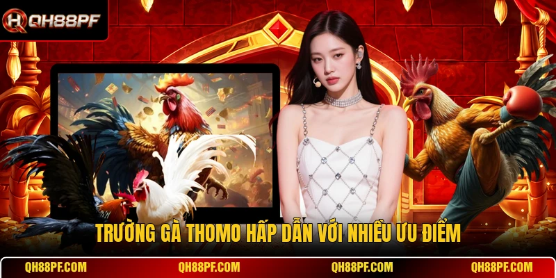 Trường gà Thomo hấp dẫn với nhiều ưu điểm